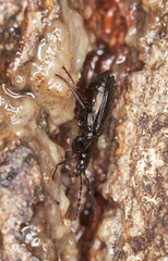 Ground beetle (Agonum)