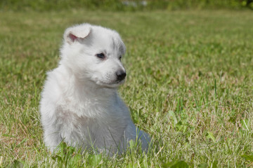 White Swiss Shepherd`s puppy