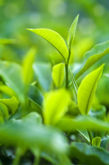 Fototapeta na wymiar Tea Leaves