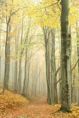 Fotobehang Bergpad in het mistige herfstbos © Aniszewski