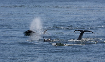 Orcas Swimming