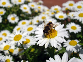 Obraz premium ノースポールとみつばち