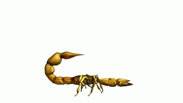 Scorpion