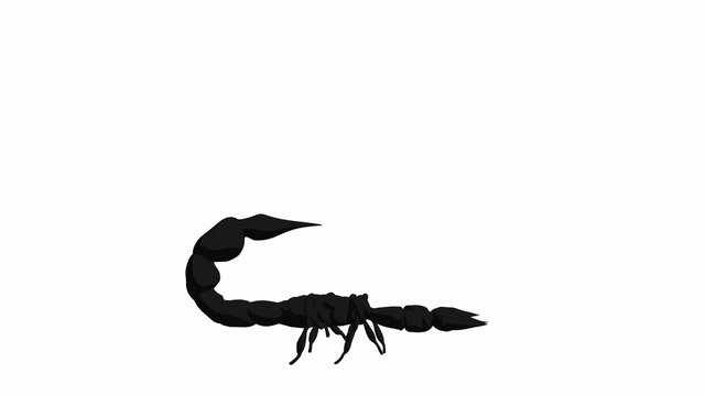 Scorpion