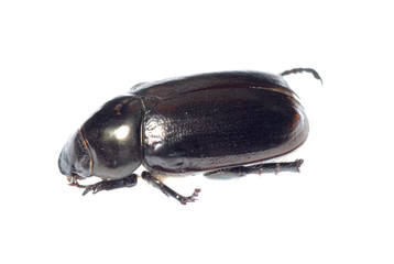 black scarab beetle