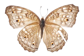 Crédence de cuisine en verre imprimé Papillon butterfly isolated on white