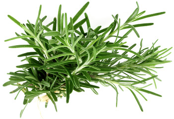 bouquet de romarin, Rosmarinus officinalis