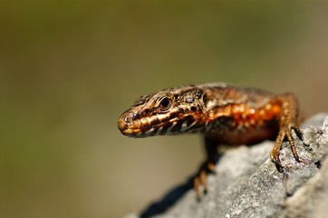 Mauereidechse, Podarcis muralis
