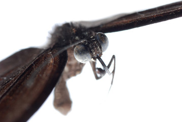 butterfly isolated on white