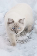 cat in snow