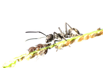 ant and aphid