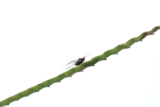 aphid