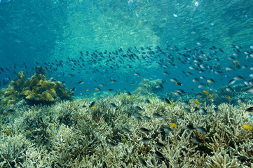 Fototapeta na wymiar Reef scenic Raja Ampat
