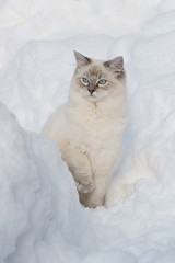 Fototapeta premium ragdoll in snow