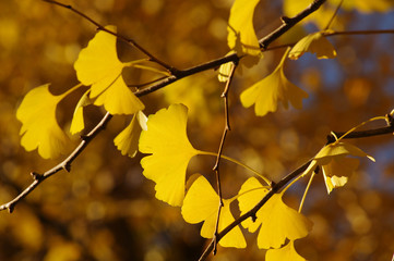 黄色いイチョウの葉