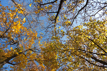 Crown of Autumn trees