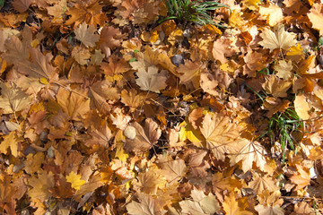 Background of autumn withered leaves