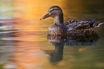 canard_sauvage_automne_reflet_1