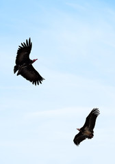 Eagles