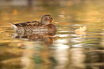 canard_sauvage_automne_reflet_3