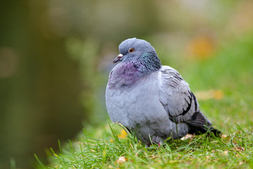 pigeon commun biset_1