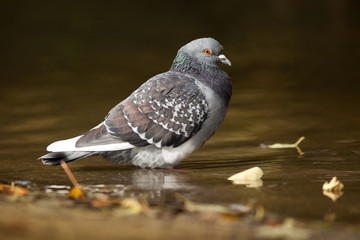 pigeon commun biset_1 © shocky