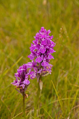Alpine orchid, valle d'Aosta