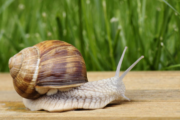 Gros plan d'un escargot de Bourgogne vu de profil