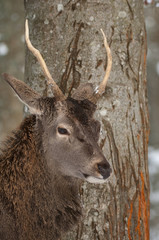 Rothirsch, Red deer, Cervus elaphus