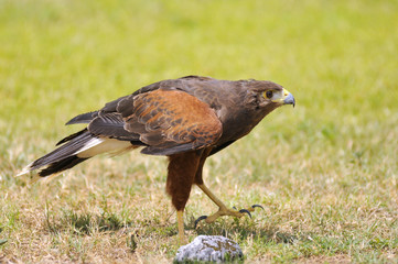 Buse de Harris marchant sur l'herbe