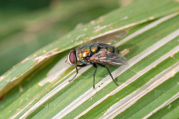 insect fly macro