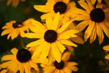 yellow daisy flowers
