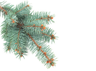 blue spruce branch