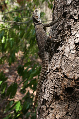 Madagaskar Echse