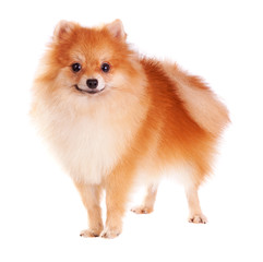 Pomeranian Dog