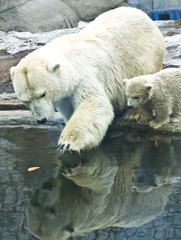 White polar bear with baby