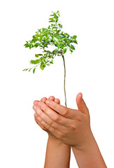 Young orange tree in hands