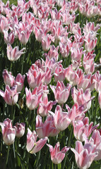 Light pink tulips, vertical view