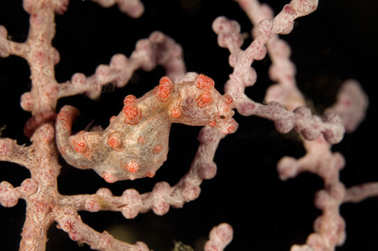 Pygmy Sea Horse