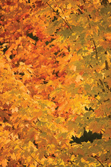 Abstract red and golden maple leaf autumn background