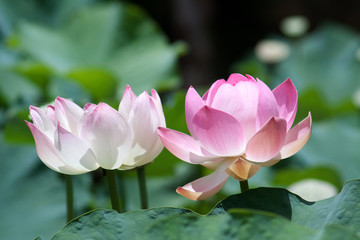Lotus (Nelumbo)