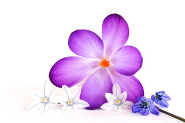 violetter Krokus mit weiteren Blüten, freigestellt