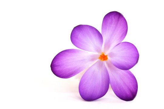 Krokusbl&uuml;te, freigestellt