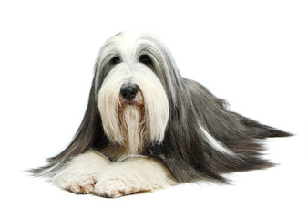 Bearded Collie, 4 years old, of white background
