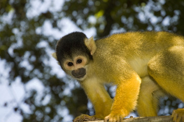Bolivian squirrel monkey (Saimiri boliviensis)