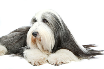 Bearded Collie, 4 years old, of white background
