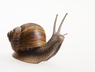 schnecke