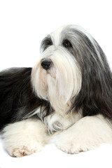 Bearded Collie, 4 years old, of white background