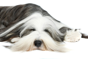 Bearded Collie, 4 years old, of white background