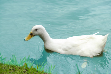 Pato blanco